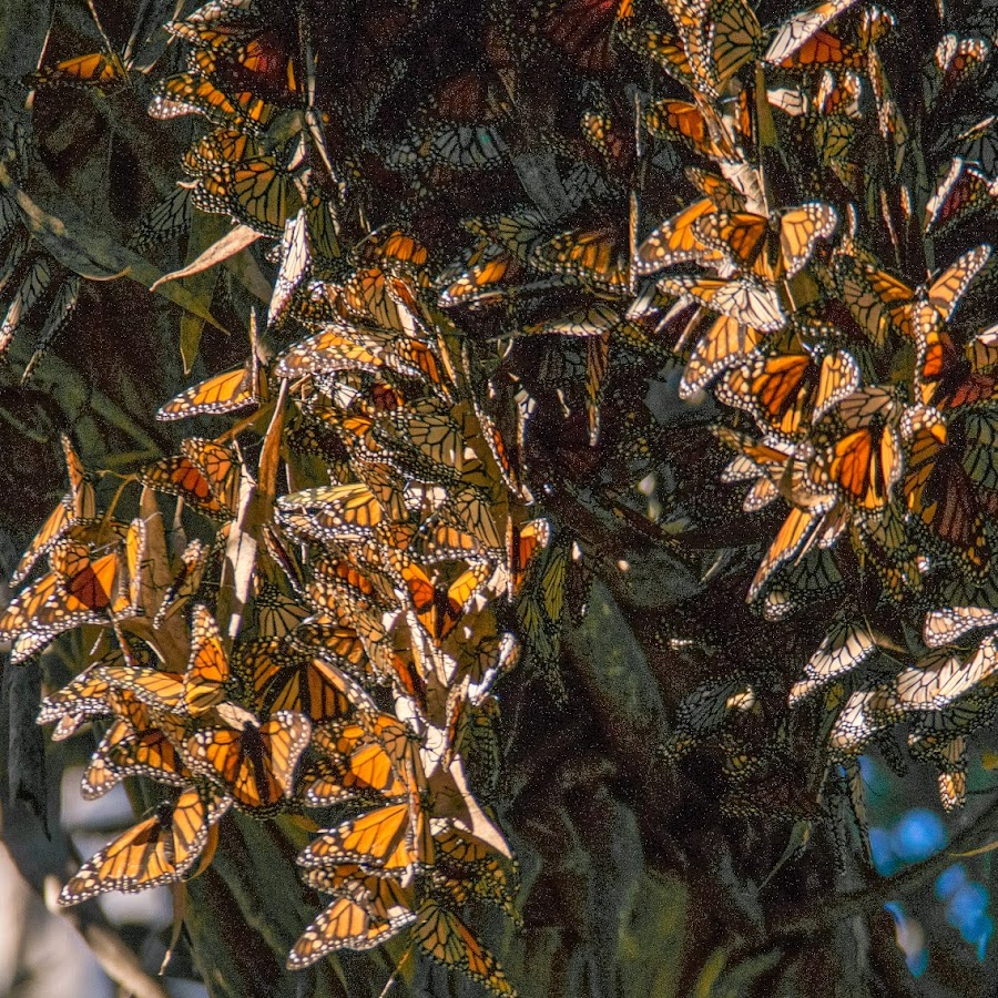 Goleta Monarch Butterfly Grove at Ellwood Mesa