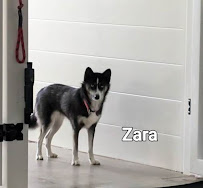 The Pawmer House Pet Hotel - Photo 6 - Car repair in Wilton Center, IL, Joliet