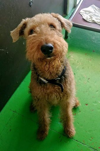 Dog Day Care Center «The Bowhaus Pet Company», reviews and photos, 2472 E Colorado Blvd, Pasadena, CA 91107, USA