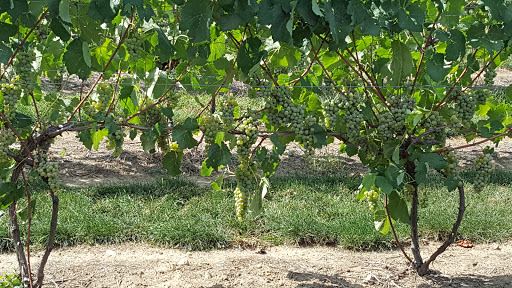 Vineyard «Lost Acres Vineyard», reviews and photos, 80 Lost Acres Rd, North Granby, CT 06060, USA