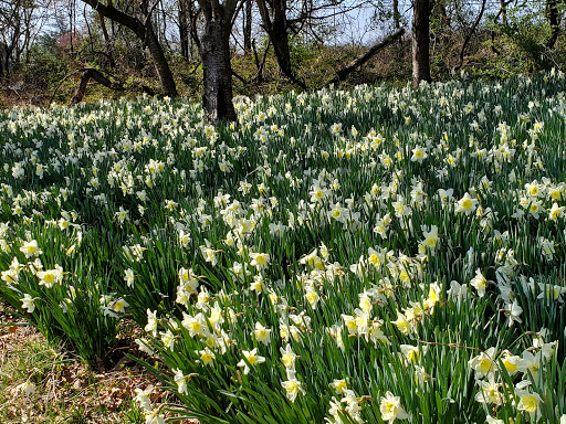 Park «Baron Cameron Park», reviews and photos, 11300 Baron Cameron Ave, Reston, VA 20190, USA