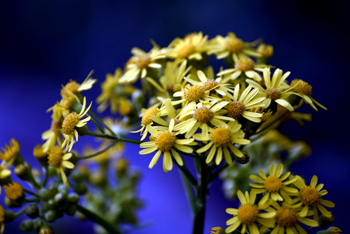 Park «Arthur K Draut Park», reviews and photos, Bowling Blvd, St Matthews, KY 40207, USA