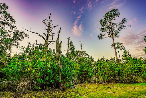 Nature Preserve «Mobbly Bayou Wilderness Preserve», reviews and photos, 423 Lafayette Blvd, Oldsmar, FL 34677, USA