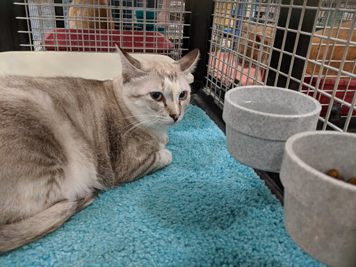 Pet Supply Store «PetSmart», reviews and photos, 5766 Lindero Canyon Rd, Westlake Village, CA 91362, USA