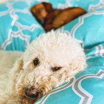 Puppy's Playpen - Photo 8 - Car repair in Overland Park, KS, Kansas City