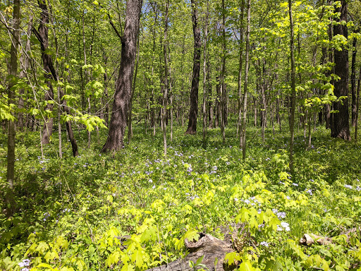 J Harold Ennis Preserve