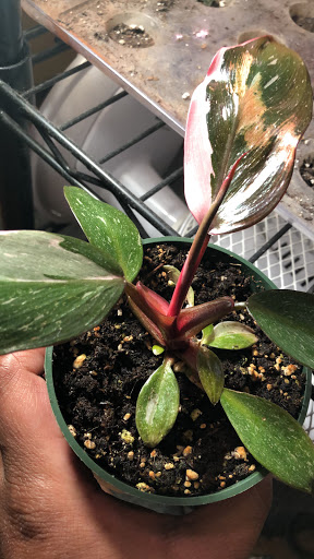 Florist «Englewood Florist, Inc.», reviews and photos, 47 E Palisade Ave, Englewood, NJ 07631, USA