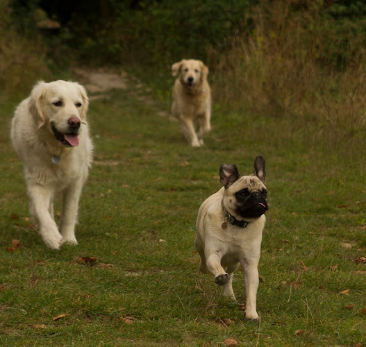 Reviews of Kate's Dog Walking (Worthing) in Worthing - Dog trainer