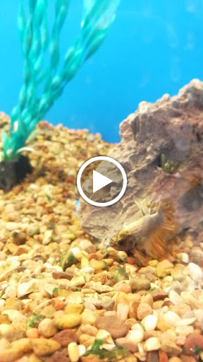 Pet Supply Store «PetSmart», reviews and photos, 1520 Pleasant Valley Rd, Manchester, CT 06042, USA