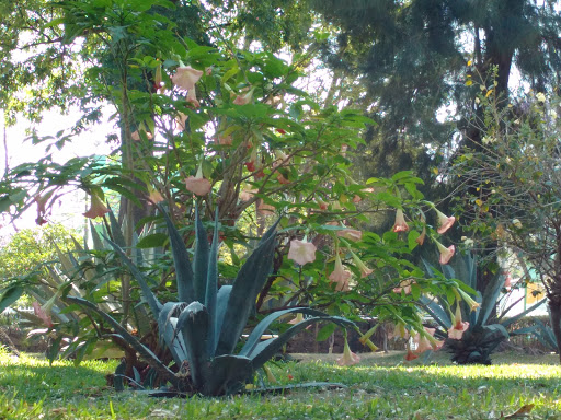 Jardín México