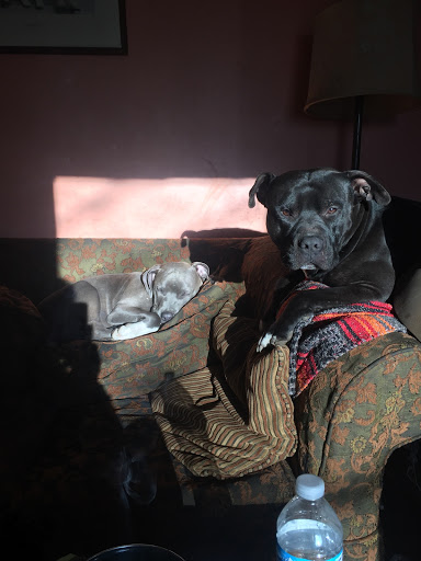 Pet Supply Store «Pet Supplies Plus», reviews and photos, 22381 Pontiac Trail, South Lyon, MI 48178, USA