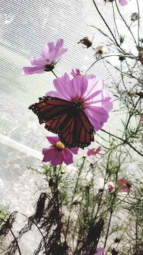 Nature Preserve «For-Mar Nature Preserve & Arboretum», reviews and photos, 2142 N Genesee Rd, Burton, MI 48509, USA