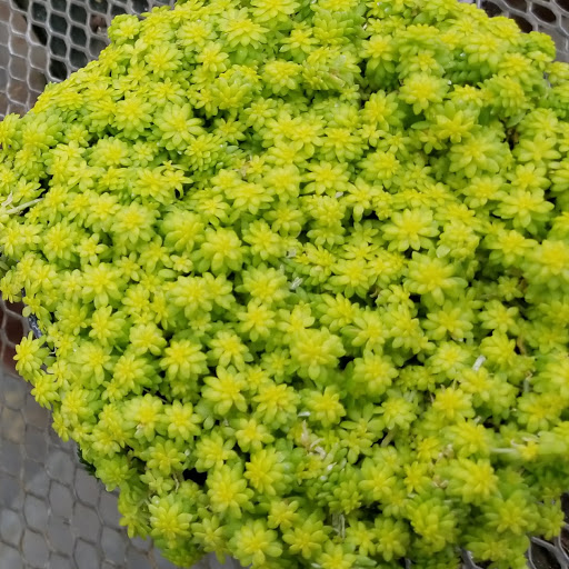 Florist «La Crosse Floral», reviews and photos, 2900 Floral Ln, La Crosse, WI 54601, USA