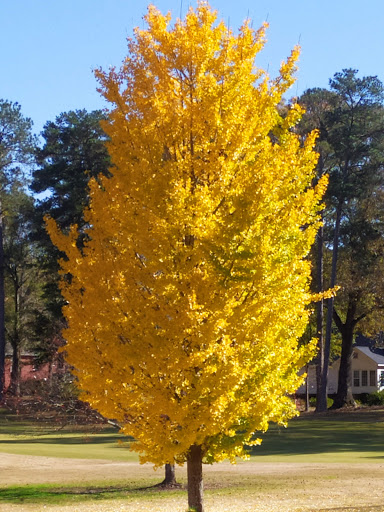 Golf Club «Monroe Golf and Country Club», reviews and photos, 1414 Alcovy St, Monroe, GA 30655, USA