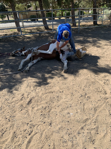 Mc Cartney Susan a DVM