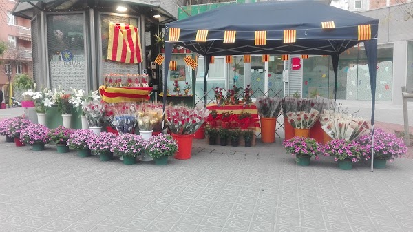 Flores Carmen