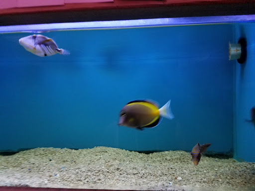 Tropical Fish Store «Ocean Aquarium», reviews and photos, 6820 E Black Horse Pike, Egg Harbor Township, NJ 08234, USA