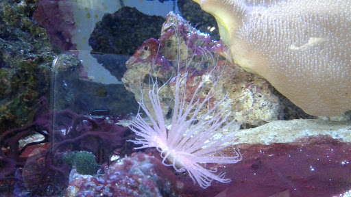 Tropical Fish Store «Fishy Business», reviews and photos, 911 E Church St, Lexington, TN 38351, USA