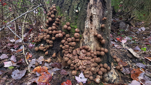 Museum «Dorflinger Glass Museum», reviews and photos, 37 Suydam Dr, White Mills, PA 18473, USA