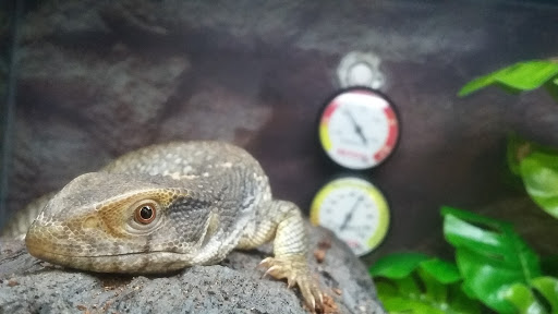 Pet Supply Store «Petco Animal Supplies», reviews and photos, 31419 Pacific Hwy S, Federal Way, WA 98003, USA