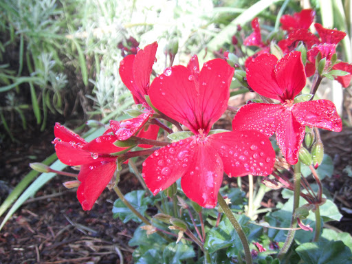 Museum «Shelton-McMurphey-Johnson House», reviews and photos, 303 Willamette St, Eugene, OR 97401, USA