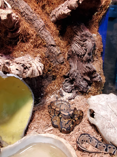 Pet Store «Petland», reviews and photos, 415 Mary Esther Cut Off NW G, Fort Walton Beach, FL 32548, USA