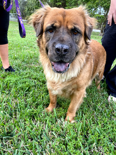 Pet Store «Woof Gang Bakery & Grooming Palm Beach Gardens», reviews and photos, 6231 PGA Boulevard #114, Palm Beach Gardens, FL 33418, USA