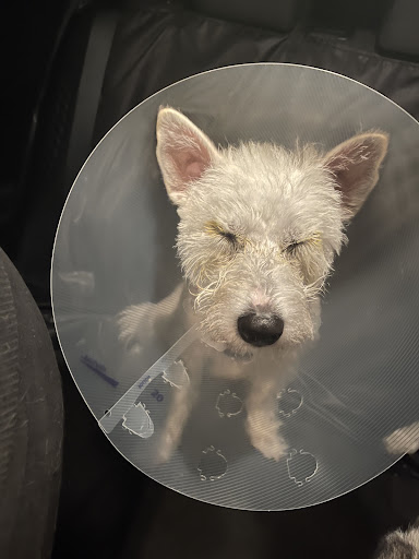 Pet Supply Store «Petco Animal Supplies», reviews and photos, 848 N Colony Rd c, Wallingford, CT 06492, USA