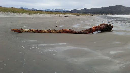 Golf Course «Seaside Golf Course», reviews and photos, 451 Avenue U, Seaside, OR 97138, USA