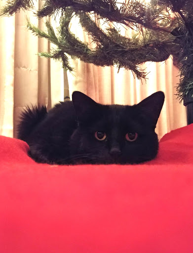 Pet Supply Store «Chuck & Don’s Pet Food & Supplies», reviews and photos, 8115 Wedgewood Ln N #1, Maple Grove, MN 55369, USA