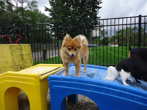 Dog Day Care Center «Dog Days Daycare Center», reviews and photos, 281 Roycefield Rd, Hillsborough Township, NJ 08844, USA