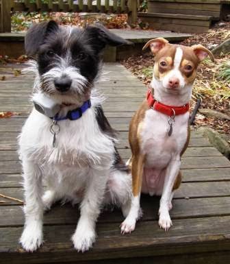Madison Pet & Dog Sitter-Riegle Animal Care