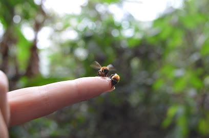Ayni - Santuario de abejas (Campo Colombia)