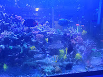 A Reef Creation - Photo 8 - Car repair in Buffalo, NY, Buffalo