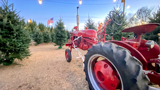 Kernersville Pumpkins and Christmas Trees