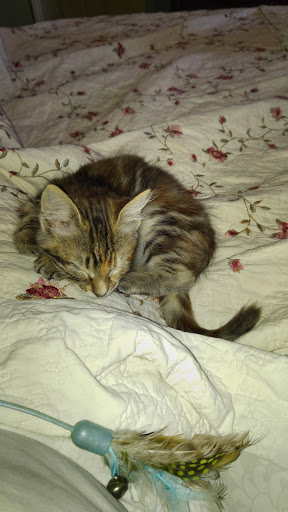 Grocery Store «New Seasons Market Evergreen», reviews and photos, 5667 Silver Creek Valley Rd, San Jose, CA 95138, USA