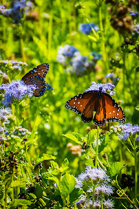 Peaceful Pastures Photography - Photo 4 - Car repair in , Killeen