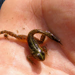 Photo n°7 de l'avis de tania.u fait le 31/08/2021 à 15:30 sur le  Bravães Kayak Park & Bar à Lavoeira