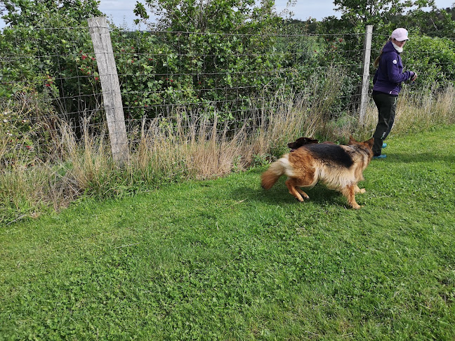 Anmeldelser af WEINKOUFF HUNDEADFÆRDSCENTER i Hjørring - Hundetræner