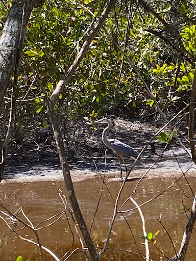 Non-Profit Organization «Sanibel-Captiva Conservation Foundation», reviews and photos, 3333 Sanibel Captiva Rd, Sanibel, FL 33957, USA