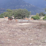 Photo n°8 de l'avis de Gaetano.o fait le 30/08/2018 à 14:18 sur le  Agriturismo Il Daino à San Piero Patti