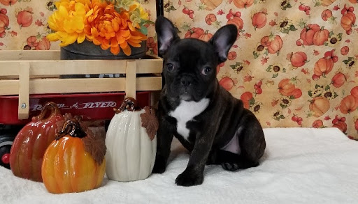 Pet Store «Happiness Is Pets», reviews and photos, 15647 94th Ave, Orland Park, IL 60462, USA