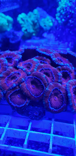 Tropical Fish Store «The Reef Shoppe», reviews and photos, 900 Morris Park Ave, Bronx, NY 10462, USA