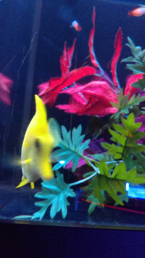 Tropical Fish Store «Elite Reef», reviews and photos, 8410 Wadsworth Blvd F, Arvada, CO 80003, USA