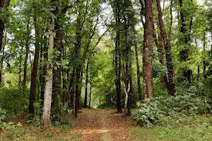 Reserve Forest Chathamattam image