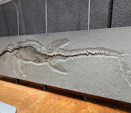 State Museum of Natural History Stuttgart photo