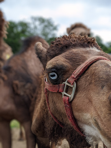 Farm «Pettit Creek Farms», reviews and photos, 337 Cassville Rd, Cartersville, GA 30120, USA