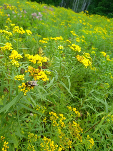 Park «Robert Moses State Park», reviews and photos, 32 Beach Marina Rd, Massena, NY 13662, USA