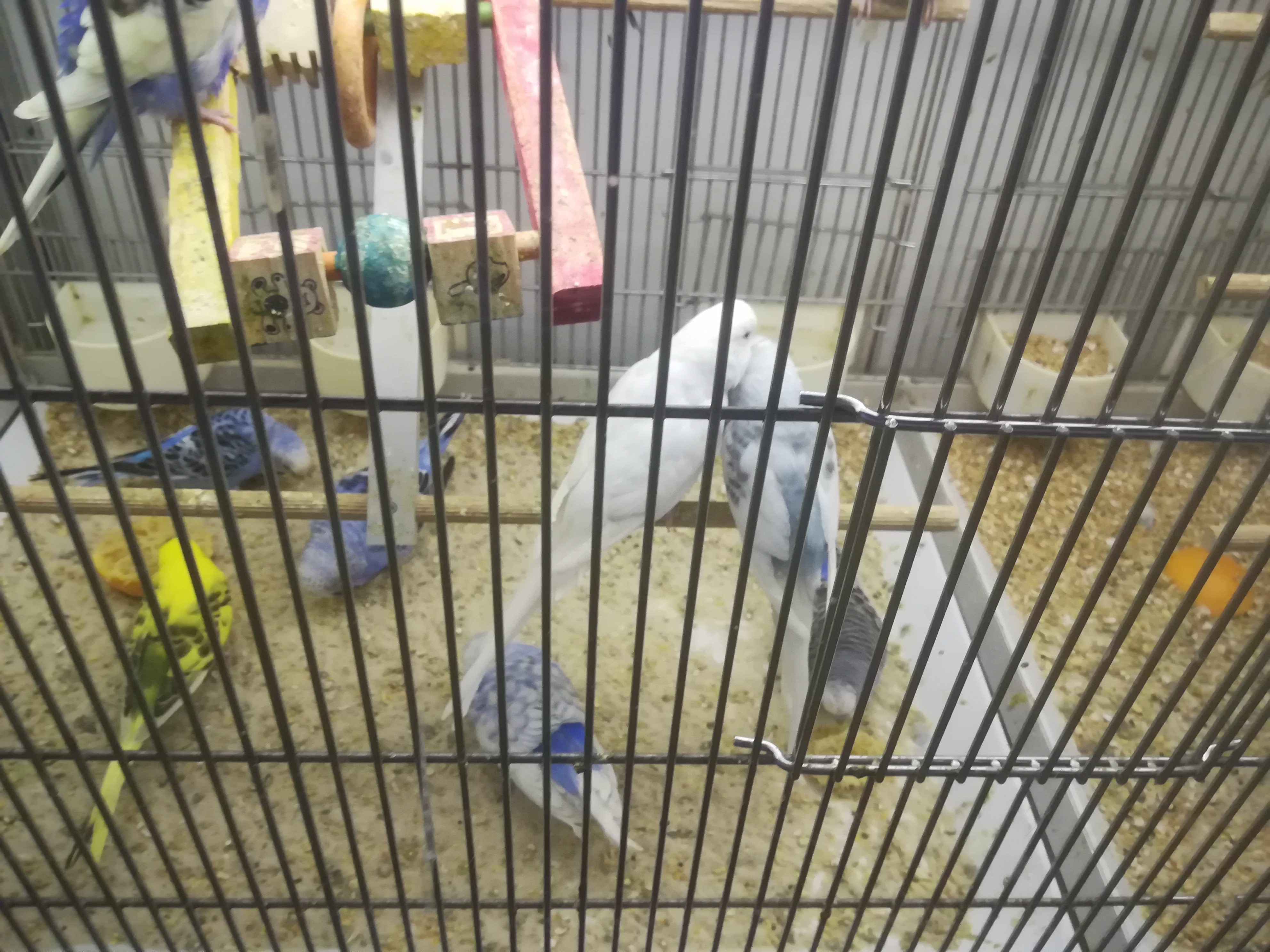 Photo n° 14 de l'avis de Gazel. fait le 17/10/2020 à 17:09