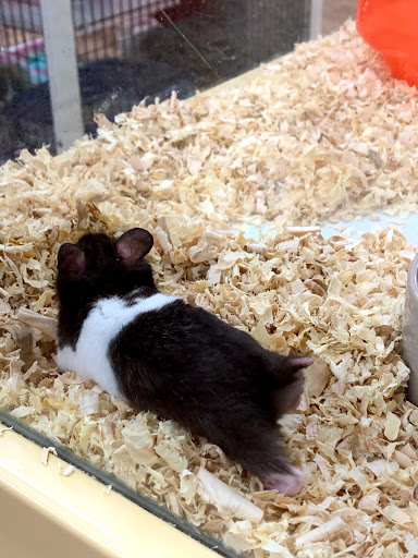 Pet Supply Store «Pet Supermarket, Inc.», reviews and photos, 598 N McCarran Blvd, Sparks, NV 89431, USA